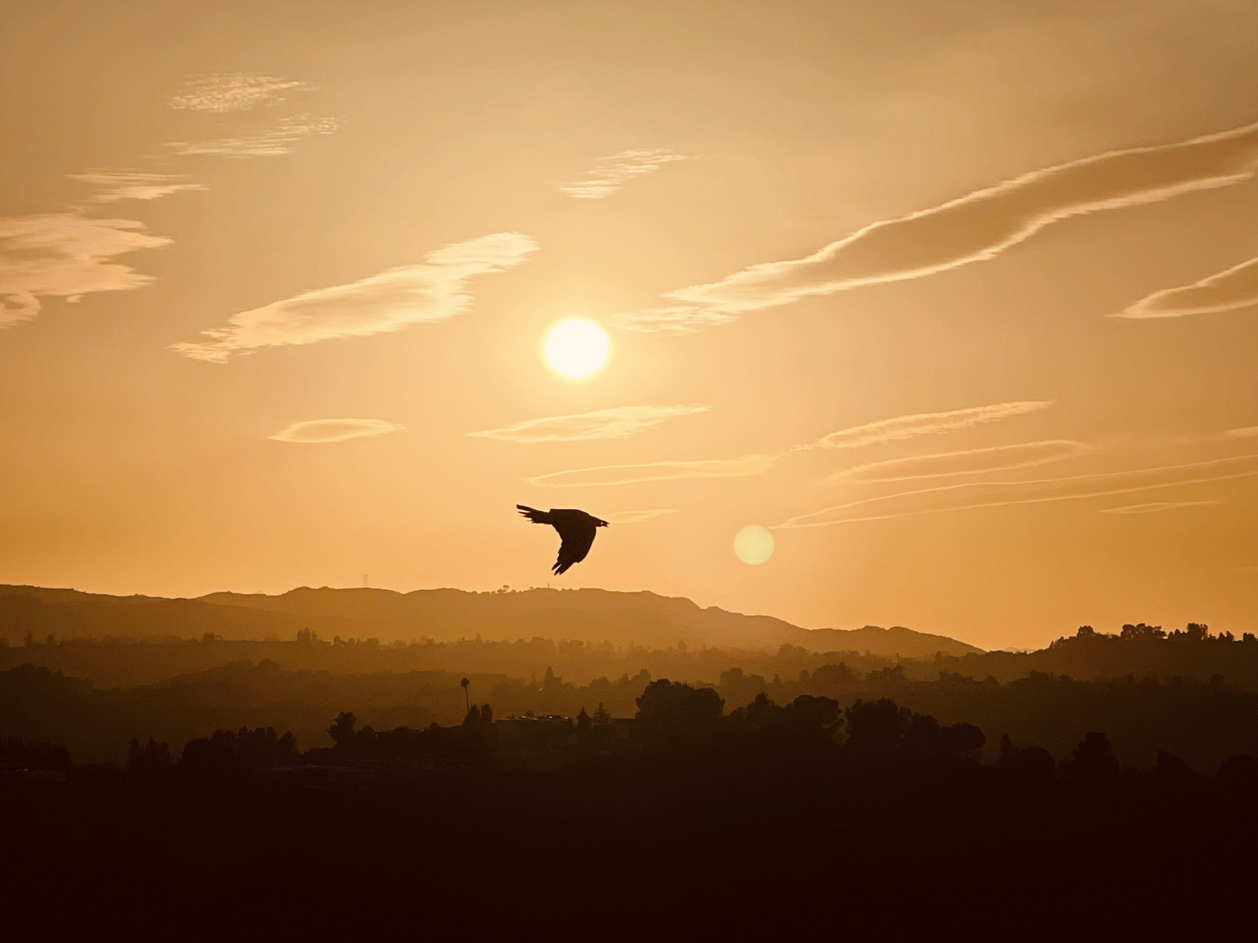 birdsun